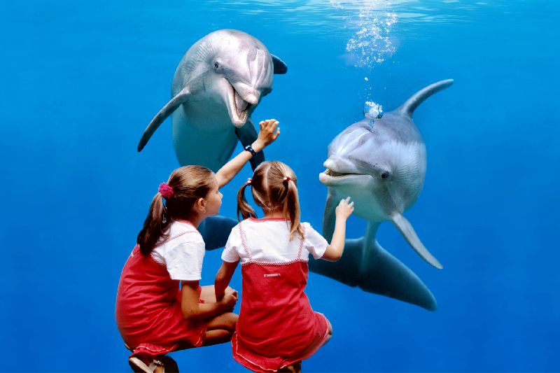 Kleuter-dolfijnenkamp